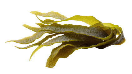 Green kelp seaweed with wavy ribbons, isolated on transparent background © Cristian