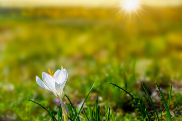 Krokus. © Janusz Lipiński