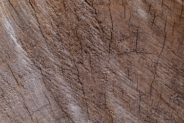 Fototapeta premium Warm wood grain swirls in rich, earthy tones. Natural cracks follow ancient tree's story