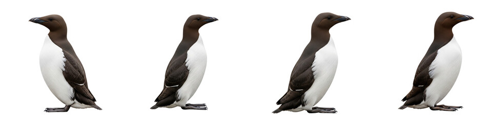 Fototapeta premium Collection of common guillemots standing in profile isolated on black