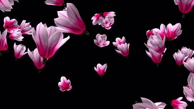 回転しながらゆっくり落下する木蓮の花、4K画質、背景透過のループ映像素材
