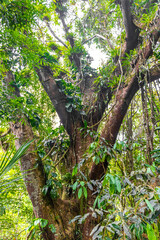 Fototapeta premium Tropical jungle ficus tree with long roots and spreading branches.