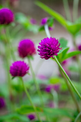 Fototapeta premium Vibrant purple globe flowers bloom in soft focus background. Green stems rise gently from earthy soil