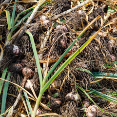 Obraz premium Raw wild garlic bulbs emerging from soil with green stalks
