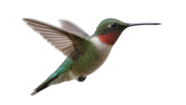 Ruby-throated hummingbird with iridescent green plumage and red gorget, isolated on transparent background
