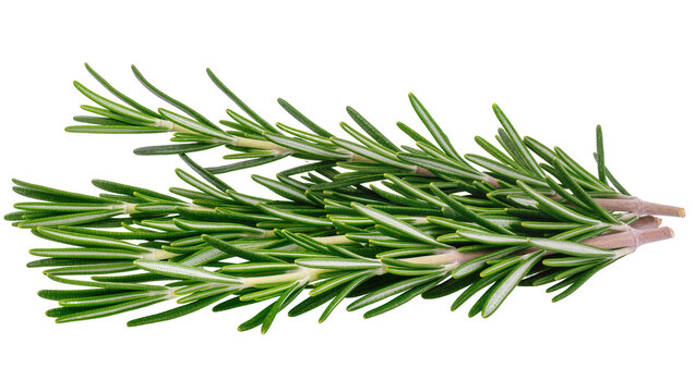 Fresh green rosemary sprigs with thin stems, isolated on transparent background
