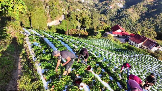 wide-angle group of laborers picking berries on high-altitude slopes, transitioning to a breathtaking panorama of a distant valley settlement and blue sky, Colonia Tovar
