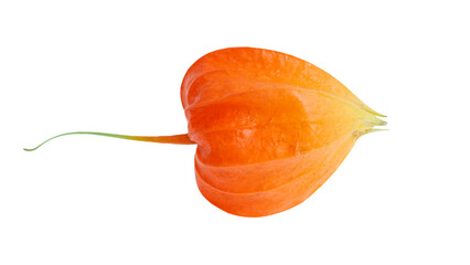 Orange physalis isolated on white background © schankz