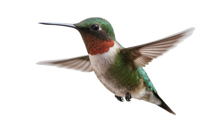 Ruby throated hummingbird in flight, isolated on transparent background © Cristian