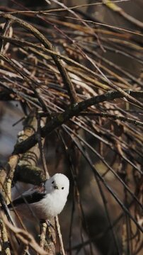 Long-tailed tit Aegithalos caudatus, also named bushtit, is a common bird found throughout Europ...