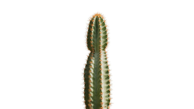 Tall green cactus with yellow spines, isolated on transparent background
