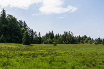 Green meadow with wild grass and dense coniferous forest in summer in bavaria germany  © Stephan