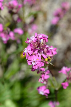 Sticky catchfly pink flowers - Latin name - Viscaria vulgaris