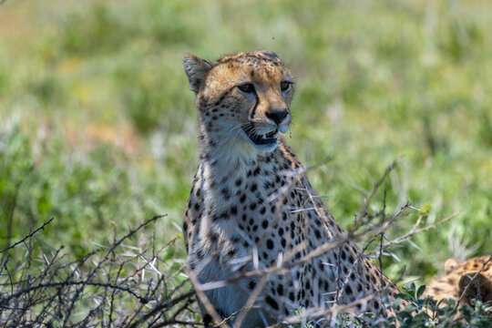 Portr&auml;t eines Gepard, der im Gras der Serengeti in Tansania sitzt