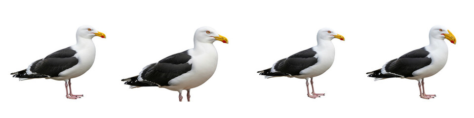 Fototapeta premium Collection of four kelp gulls standing isolated on a black background