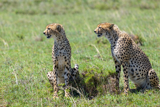 Portr&auml;t zweier Geparden, die im Gras der Serengeti sitzen