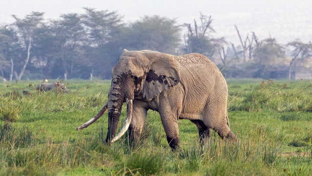 African elephant bull tusker named Pascal who was wading and giving himself a mudbath in Amboseli National Park in East Africa Kenya KEN