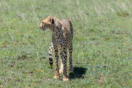 Gepard steht im Gras der Serengeti in Tansania