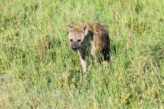Hy&auml;ne l&auml;uft durch hohes Gras der Serengeti in Afrika