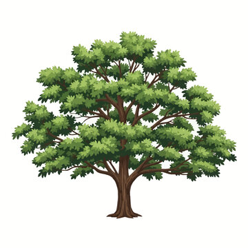 Illustration of a mature pecan tree with a thick brown trunk and a wide, dense green canopy of foliage, isolated on a white background for graphic design and landscape projects.