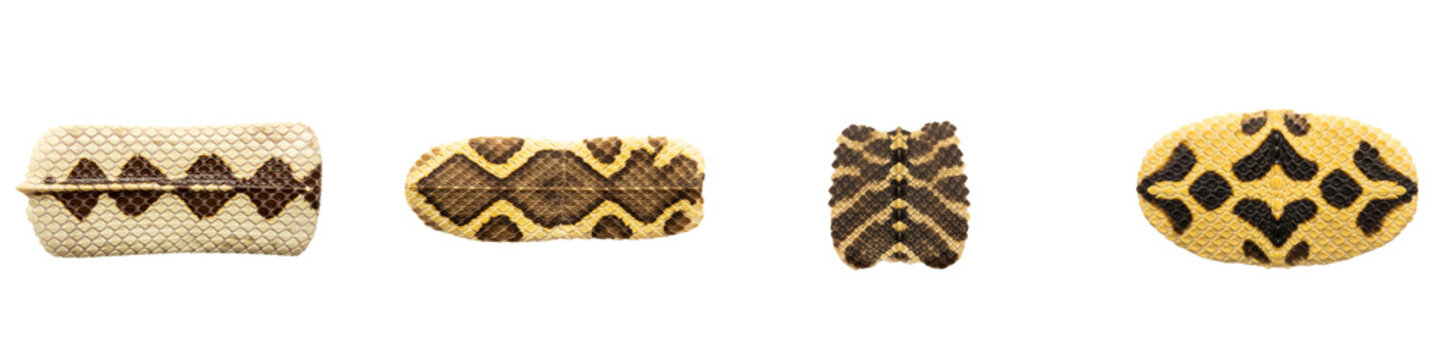 Collection of four various exotic snake skin texture patterns isolated