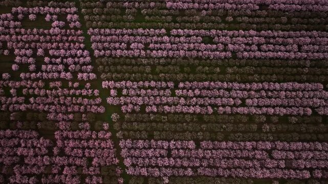 Abstract Aerial Pattern of Orchard Rows with Blooming and Bare Trees in Contrast