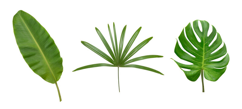 Banana and Monstera green leaf isolated on whte background.