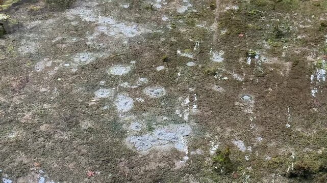 水源,水, 自然, 川, 森, 流れ, 木, 緑, 岩, コケ, 草, ナチュラル, 湧水