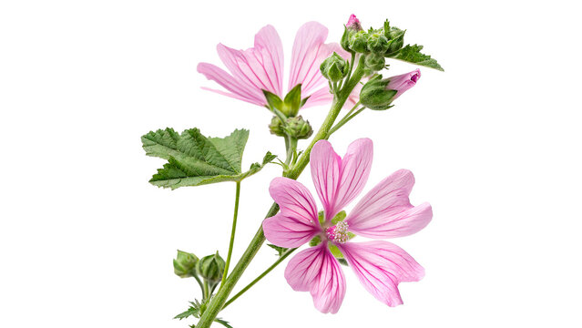 malva sylvestris flowering isolated on transparent background cut out