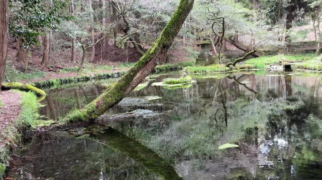 水源,水, 自然, 川, 森, 流れ, 木, 緑, 岩, コケ, 草, ナチュラル, 湧水