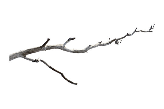 Natural branch, single branch, tree branch
