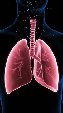 3D Animation Of Healthy Human Lungs And Trachea In Torso Silhouette With Air Particles On A Dark Background Realistic Medical Visualization For Respiratory Health And Pulmonary Science Education