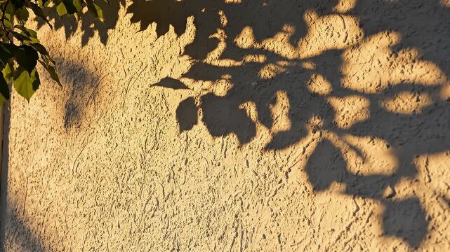 Leaf Shadow on Textured Wall Natural Light Background