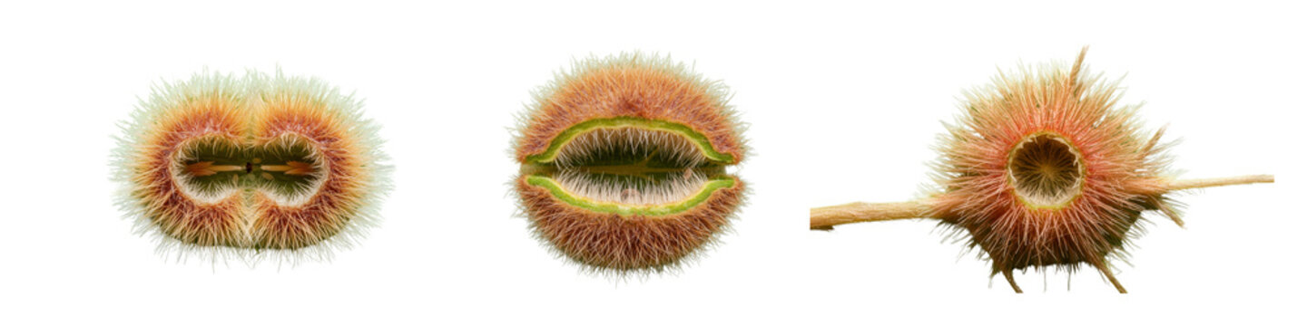 Collection of fuzzy spiky plant galls isolated on black background