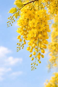 Bright yellow cassia fistula flowers or kani konna blooming in clusters against a clear blue sky during the vibrant vishu new year hindu festivals season