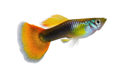 Colorful guppy fish with orange tail fin, isolated on transparent background © Dan