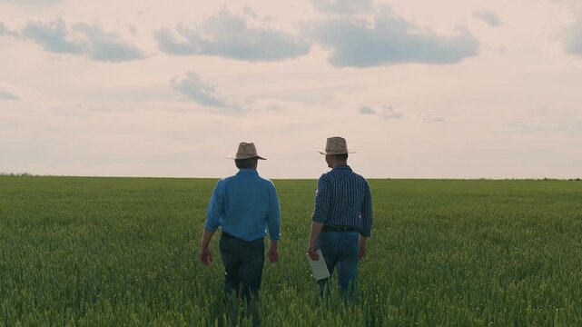 Two farmers walking in a green wheat field, Farmers inspecting crops together, Agricultural teamwork in the countryside, Rural scene with farmers and crops, Field workers discussing harvest