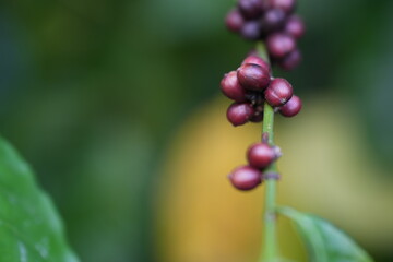 Obraz premium Red and purple coffee cherries ripening on a branch, showing the stage before harvest