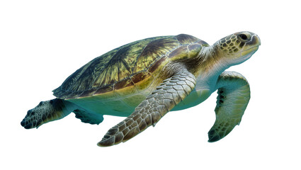 Obraz premium Green sea turtle swimming gracefully, isolated on transparent background
