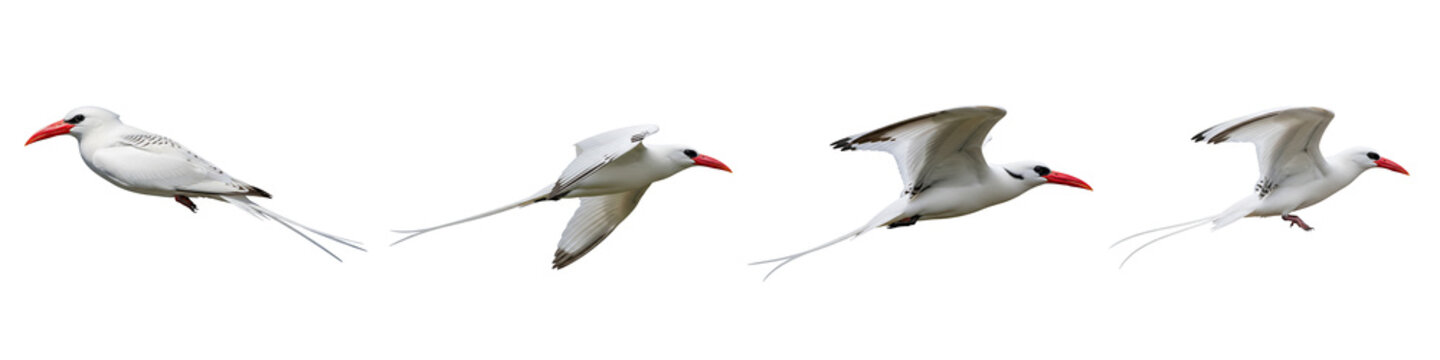 Red-billed tropicbird flying in different phases isolated on black