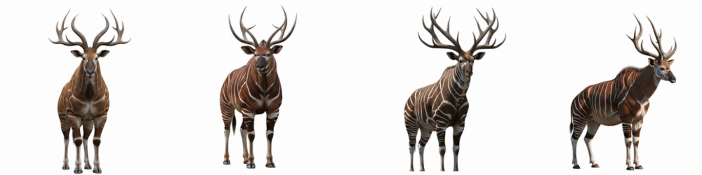 Set of bongo antelopes with large horns isolated on black background