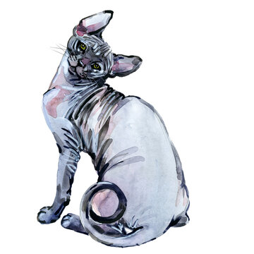 Donskoy cat portrait. Hand-painted watercolor hairless kitten on transparent background
