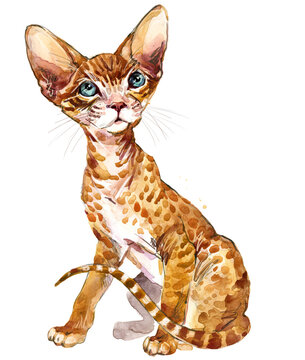 Peterbald cat portrait. Hand-painted watercolor exotic kitten on transparent background
