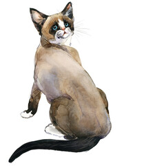 Snowshoe cat sitting. Hand-painted watercolor kitten with white paws on transparent background © Елена Фаенкова