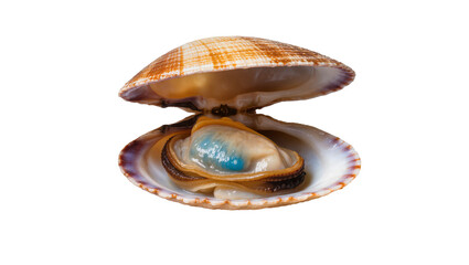 Open clam with blue pearl inside, isolated on transparent background © Niamh