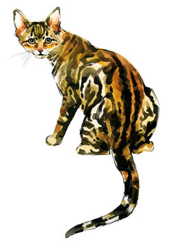 Sokoke cat sitting. Hand-painted watercolor exotic kitten on transparent background