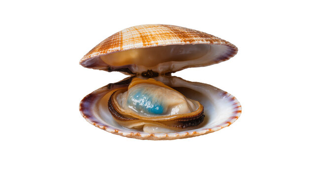 Open clam with blue pearl inside, isolated on transparent background
