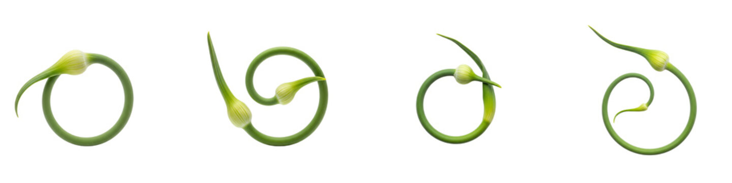 Set of fresh garlic scapes curled into shapes isolated on black background