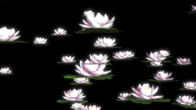 回転しながら舞い上がるたくさんの睡蓮の花、4K画質、背景透過のループ映像素材
