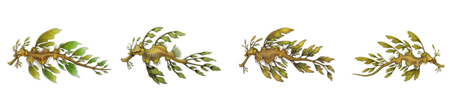 Set of leafy seadragon illustrations swimming in deep black background